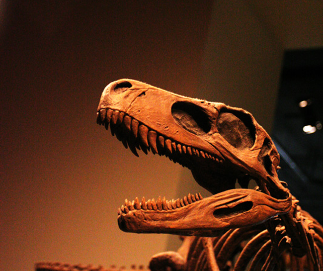 dinosaur Tyrannosaurus fossil